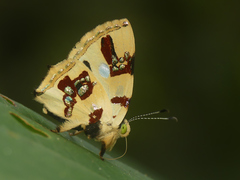 Anteros formosus