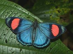 Batesia hypochlora