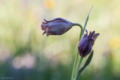 Fritillaria agrestis