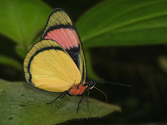 Batesia hypochlora