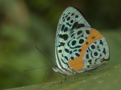 Eunica chlororhoa