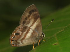 Euselasia melaphaea