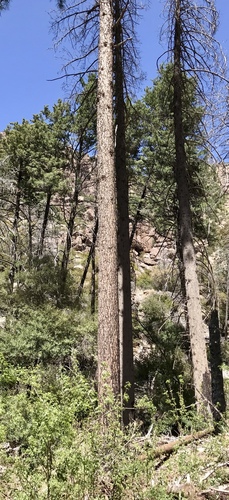 Apache pine (Pinus engelmannii)