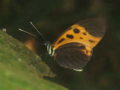 Heliconius numata