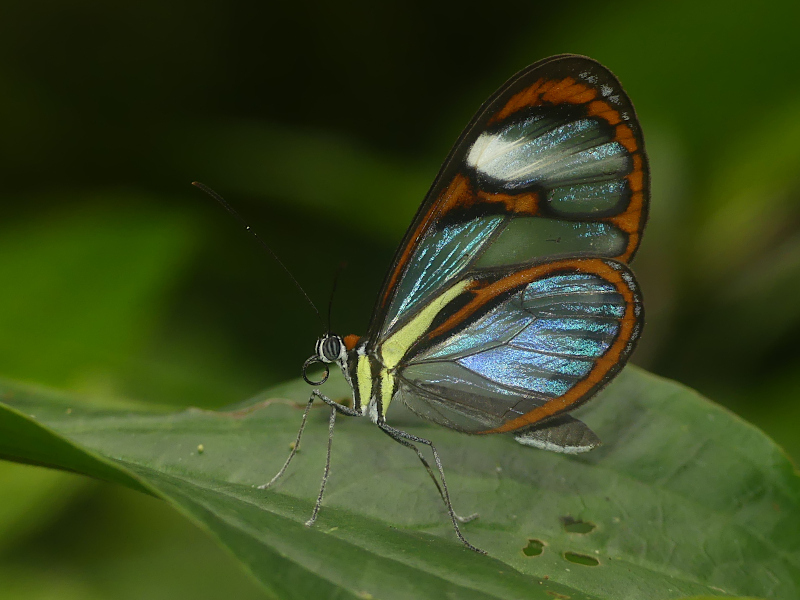 Ithomia lichyi