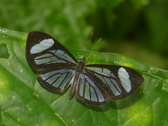 Ithomiola floralis