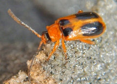 Phyllobrotica decorata