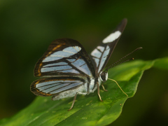 Ithomiola floralis