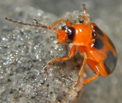 Phyllobrotica decorata