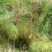 Juncus australis - Photo (c) Colin Meurk, μερικά δικαιώματα διατηρούνται (CC BY-SA), uploaded by Colin Meurk
