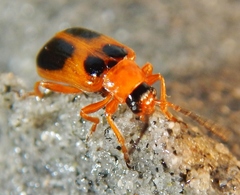 Phyllobrotica decorata