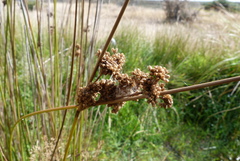 Juncus australis