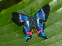 Rhetus dysonii