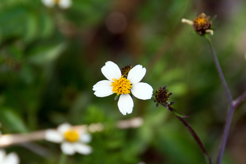 Bidens pilosa image