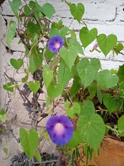 Ipomoea purpurea