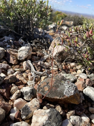 Bulbine diphylla