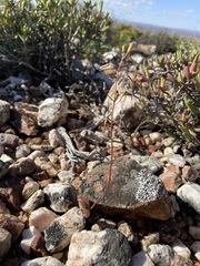 Bulbine diphylla