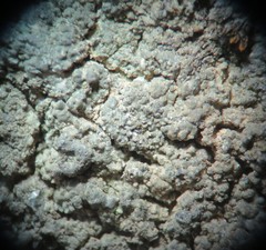 Aspicilia glaucopsina