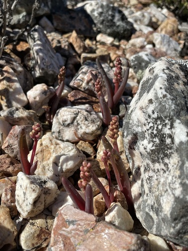 Image of Lachenalia patula by (c) Matt Berger, some rights reserved (CC BY)