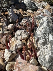 Lachenalia patula