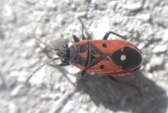 Melanocoryphus tristrami