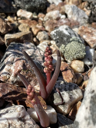 Image of Lachenalia patula by (c) Matt Berger, some rights reserved (CC BY)
