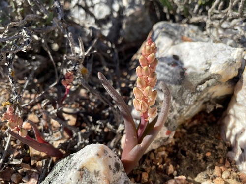 Birdbeak Viooltjie (Lachenalia patula)