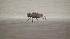 Stenidea alutacea