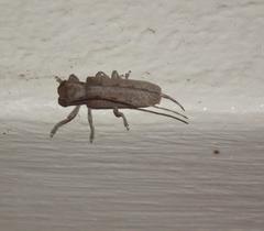 Stenidea alutacea