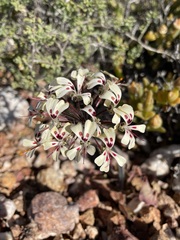 Pelargonium moniliforme