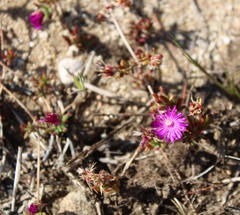 Drosanthemum intermedium