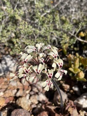 Pelargonium moniliforme