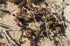 Drosanthemum intermedium