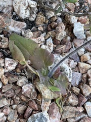 Pelargonium moniliforme