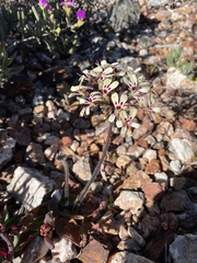 Pelargonium moniliforme