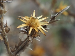 Carlina curetum