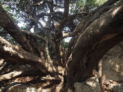 Ceratonia siliqua