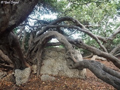 Ceratonia siliqua