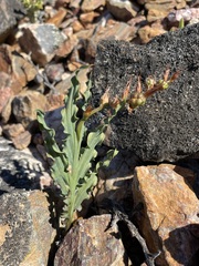 Freesia viridis crispifolia