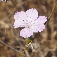 Dianthus strictus