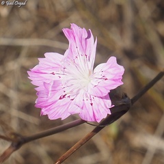 Dianthus strictus