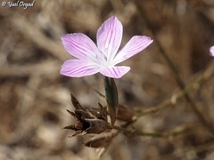 Dianthus strictus