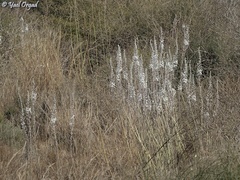 Drimia aphylla