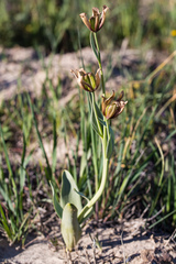 Fritillaria agrestis