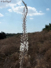 Drimia aphylla