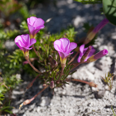 Oxalis polyphylla