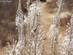 Drimia aphylla