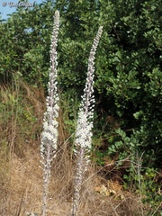 Drimia aphylla