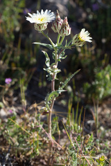 Malacothrix coulteri
