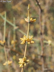 Ephedra foeminea